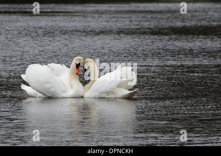 Deux cygnes tuberculés courting pris sur un étang près de Frizington, Cumbria, England, UK. Leur cou, combinées, formant un coeur. Banque D'Images