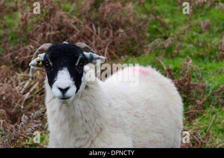 Un mouton dans le Lake District, England, UK. Beaucoup de détails de la toison. Banque D'Images
