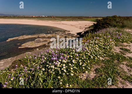 La côte ouest de la Sardaigne sur la péninsule de Sinis au printemps, avec des masses de fleurs y compris stock et une mer camomille. L'Italie. Banque D'Images