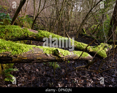 Feuillage vert vif et d'arbres couverts de mousse avec mur de pierre dans Cheshire UK Banque D'Images