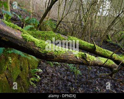 Feuillage vert vif et d'arbres couverts de mousse avec mur de pierre dans Cheshire UK Banque D'Images