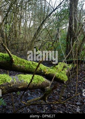 Feuillage vert vif et d'arbres couverts de mousse avec mur de pierre dans Cheshire UK Banque D'Images