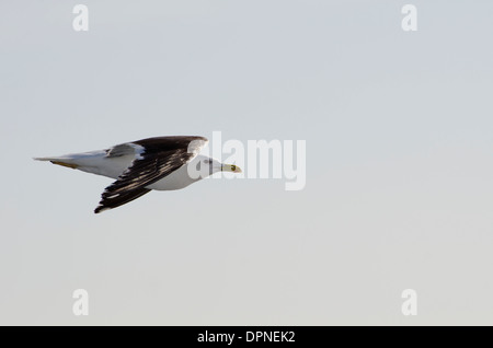 Un goéland mouette par vol à la voile dans la Manche par une chaude soirée d'été. Banque D'Images