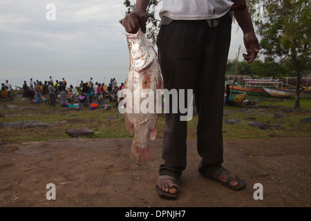 Homme tenant la perche du Nil (Lates niloticus) de Kisumu, Lac Victoria, Kenya Banque D'Images