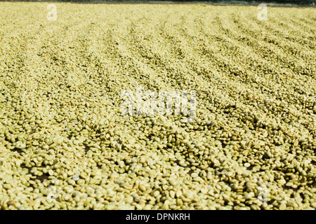 Le séchage des grains de café et ratissées dans soleil. Banque D'Images