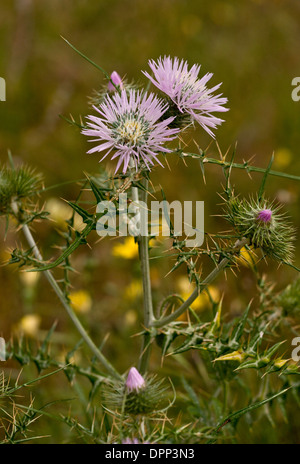 Chardon de lait violet, Galactites tomentosa en fleurs en Sardaigne ; également cultivé dans les jardins. Banque D'Images