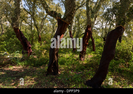 Forêt de chêne liège géré sur le plateau basaltique de la Giara di Gesturi, Sardaigne, Italie. Banque D'Images