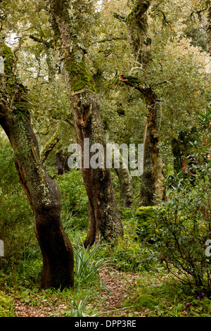 Forêt de chêne liège géré sur le plateau basaltique de la Giara di Gesturi, Sardaigne, Italie. Banque D'Images
