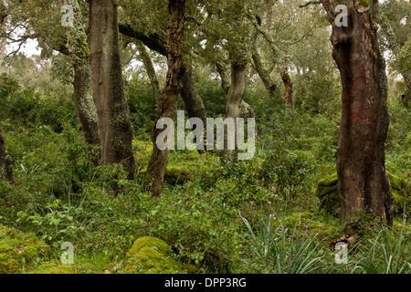 Forêt de chêne liège géré sur le plateau basaltique de la Giara di Gesturi, Sardaigne, Italie. Banque D'Images