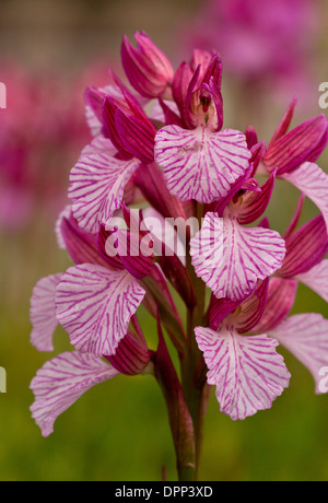 Papillon rose orchidée, Orchis papilionacea, en fleurs, la Sardaigne. Banque D'Images