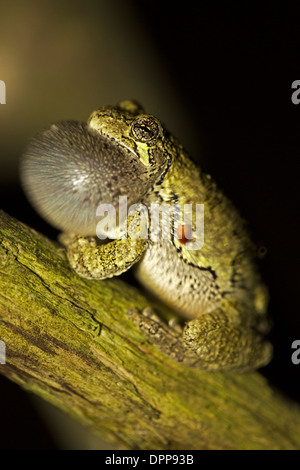 La rainette versicolore (Hyla versicolor) petite grenouille arboricole originaire d'une grande partie de l'Est des États-Unis et le sud-est du Canada Banque D'Images