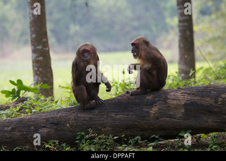 Les macaques à queue de souche (Macaca arctoides) Banque D'Images