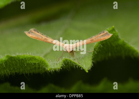 L'amphibien ou plume papillons sont une famille de Lépidoptères exceptionnellement avec modification des ailes.