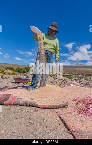 Une agricultrice de quinoa bolivien de traitement pour enlever le revêtement contenant les saponines au goût amer dans un petit village. Banque D'Images