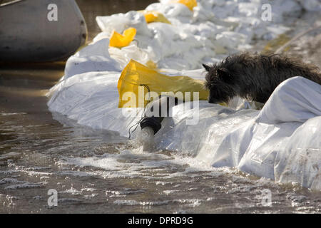 Mar 29, 2009 - Hendrum, Minnesota, USA - Mickey le chien inspecte un tuyau d'évacuation de l'eau de la maison de propriétaire Virgil McKay sur le bord de Hendrum. McKay's home est entouré par les eaux de crue et de cinq pompes sont maintenant des fuites au bay. Bien que le niveau de la rivière Rouge est lentement tomber dans Fargo, S.D. et Moorhead, Minnesota, il continue d'augmenter dans 30 milles au nord de Hendrum. Dimanche a commencé Banque D'Images