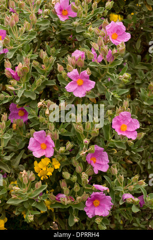 À feuilles gris, de ciste Cistus albidus en fleurs en garrigue, Sardaigne, Italie. Banque D'Images