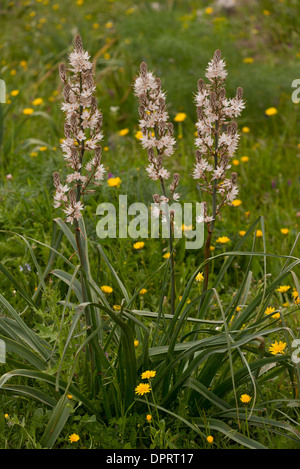 Asphodèle ramifié Asphodelus ramosus en fleurs, dans les collines de la Sardaigne. Banque D'Images