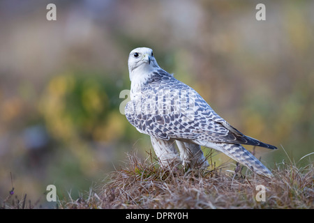 Gerfalke Falcon Faucon gerfaut (Falco rusticolus) Banque D'Images