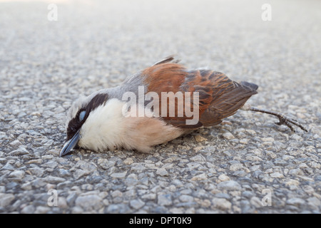 Oiseau mort sur la rue Rouge Neuntoeter-grièche écorcheur Pie-grièche écorcheur Lanius collurio Banque D'Images