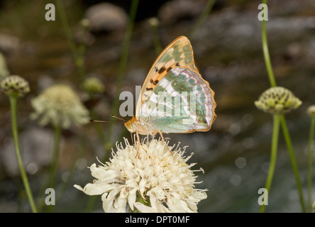 Silver-lavés, fritillary Argynnis paphia sur jaune scabious, est de la Turquie. Banque D'Images