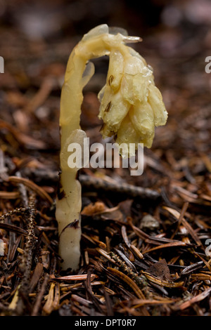 Dutchman's pipe ou Yellow bird's-nest, Hypopitys Monotropa hypopitys monotropa  = - saprophyte ou mycoheterotroph. Pinewood Banque D'Images