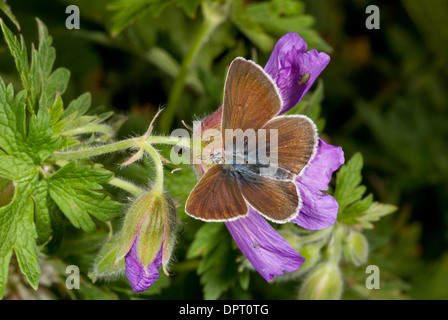 Papillon Plebejus Argus géranium, sur eumedon géranium sanguin du Caucase. La Turquie. Banque D'Images