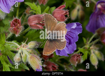 Papillon Plebejus Argus géranium, sur eumedon géranium sanguin du Caucase. La Turquie. Banque D'Images