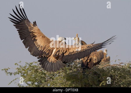 Eurasian vautour fauve (Gyps fulvus) près de Bikaner, Rajasthan, Inde. près de Bikaner, Rajasthan, Inde. Banque D'Images