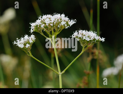 Valériane - Valeriana officinalis commune Banque D'Images