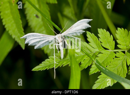 Plumet blanc Pterophorus pentadactyla ; papillon, les larves se nourrissent de liseron des champs. Banque D'Images