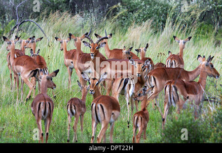 15 Jan 2009 - Pilanesberg National Park, Afrique du Sud - Un mâle impala (centre) fixe le photographe tout en protégeant sa famille de pâturage à Pilanesberg National Park en Afrique du Sud (Image Crédit : © Sat Nam tonne/Contra Costa Times/ZUMA Press) RESTRICTIONS : * DÉPART * Droits de tabloïds USA Banque D'Images