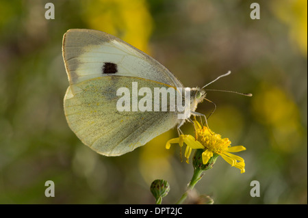 Large White femelle, Pieris brassicae ssp. brassicae réglée le séneçon jacobée ; l'automne. Banque D'Images