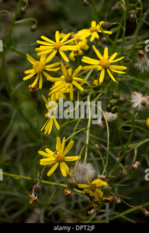 Séneçon à feuilles étroites, Senecio inaequidens ; de l'Afrique du Sud, naturalisé en France. Banque D'Images