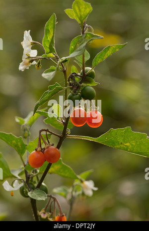 Morelle poilue Solanum villosum, en fleurs et des fruits ; les mauvaises herbes annuelles. Banque D'Images