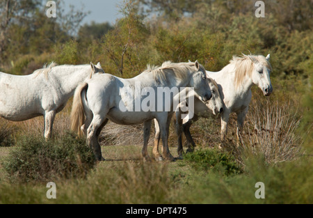 Chevaux blancs, dans la Camargue, sud de la France. Banque D'Images