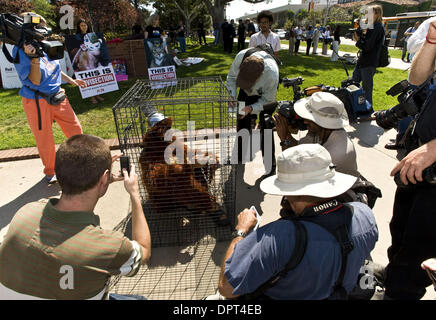 Apr 22, 2009 - Los Angeles, Californie, USA - un anti-vivisection est titulaire d'un manifestant pour la cour de médias à l'intérieur d'une cage à l'une des deux manifestations de la recherche animale, l'un pro-recherche, d'autres anti-recherche, qui aura lieu sur le campus de l'Université de Californie à Los Angeles, où les chercheurs utiliser régulièrement les animaux de laboratoire, y compris les primates, dans leur travail Banque D'Images