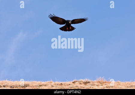 Alpine chough Pyrrhocorax graculus en vol, à l'automne, Dolomites, Italie. Banque D'Images