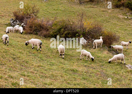 Valais naseux noir mouton ou Schwarznasenschaf Walliser, un double objectif (viande et laine) se reproduisent, Zermatt, Valais, Suisse. Banque D'Images
