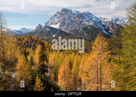 Monte Cristallo (3221m) vue depuis l'est à travers une larchwoods avec la couleur en automne. Dolomites, Italie du nord. Banque D'Images