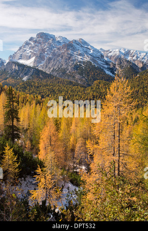 Monte Cristallo (3221m) vue depuis l'est à travers une larchwoods avec la couleur en automne. Dolomites, Italie du nord. Banque D'Images