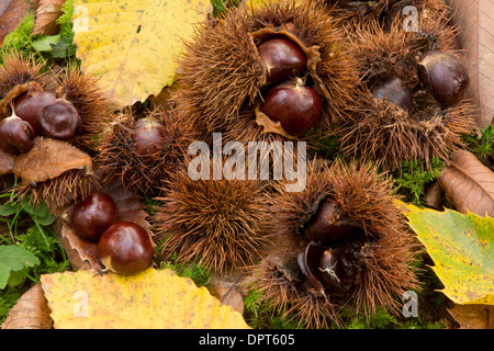 Fallen Châtaignes et feuilles à l'automne ; Castanea sativa. Dordogne. Banque D'Images