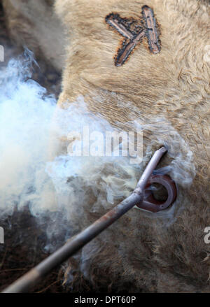 20 févr. 2009 - Waimea, Hawaii, États-Unis - Chaque ranch dispose de sa propre marque déposée. Ici, le mollet est marquée avec un 'K' pour montrer qu'elle appartient à l'Kainoa Ranch à Waimea, Hawaii. Goddfrey Kainoa, qui, par la Loi sur la Commission d'origine Haiwaiian, loue un morceau de terrain sur lequel il soulève un petit troupeau de bovins et est l'un des descendants des vaqueros mexicains qui taug Banque D'Images