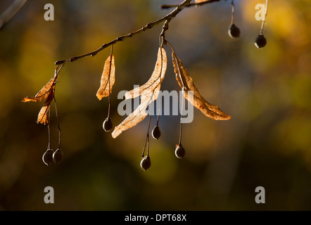 Fruits et les bractées de tilleul à grandes feuilles, Tilia platyphyllos en automne. Banque D'Images