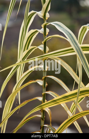 Le Roseau géant panachée Arundo donax Variegata Banque D'Images