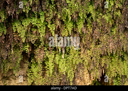 Maidenhair Fern, Adiantum capillus-veneris croissant sur une falaise de calcaire humide, Dordogne. Banque D'Images