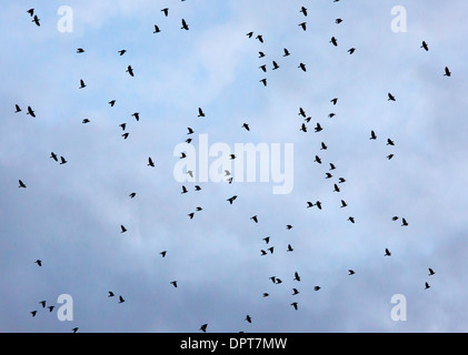 Troupeau de l'ouest de choucas, Corvus monedula allant se percher dans la soirée. Dordogne, France Banque D'Images