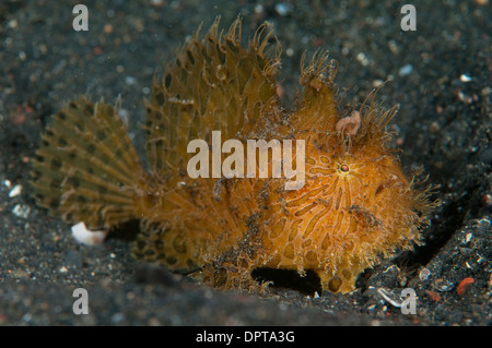 Ou cheveux striés, poissons grenouille Antennarius striatus, Détroit de Lembeh, Sulewesi du Nord, l'Indonésie. Banque D'Images