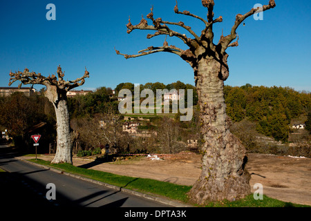 Londres vieux platanes étêtés, Platanus x hispanica, Dordogne, France. Banque D'Images