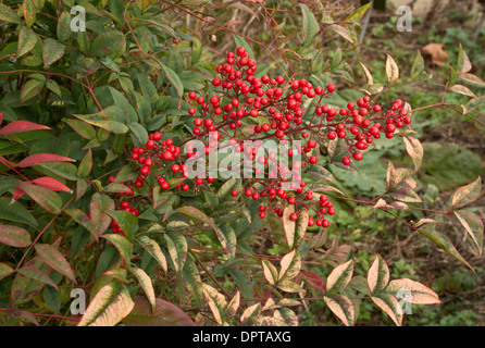 La Nandina ou bambou céleste, La Nandina domestica, en fruits, en provenance de Chine. Pas vraiment un bambou, dans le Berberidaceae Banque D'Images