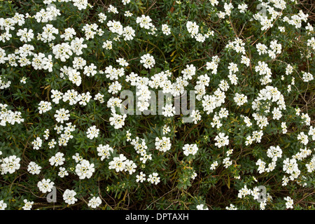 Un evergreen candytuft, Iberis sempervirens. L'Europe du Sud. Banque D'Images